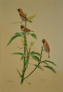 Scarly Breasted Munia, 1996 RM 4,480.00-SOLD | Watercolour on paper | 48 x 32 cm