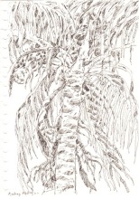 4-Chang Fee Ming. Coconut Tree in Redang, (2000) 17.5cm x 12.5cm. Pen on Paper