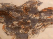 29